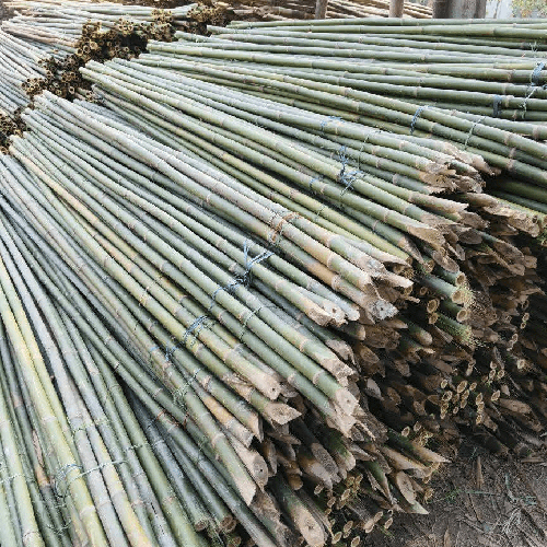 8 Feet Bamboo Murli Cutting - Color: Green