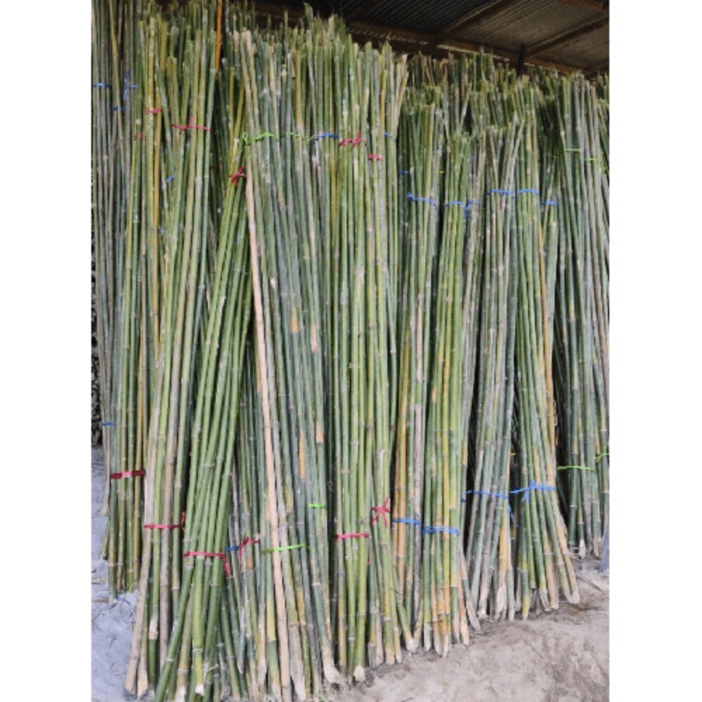 10 Feet Bamboo Murli Pole - Color: Green