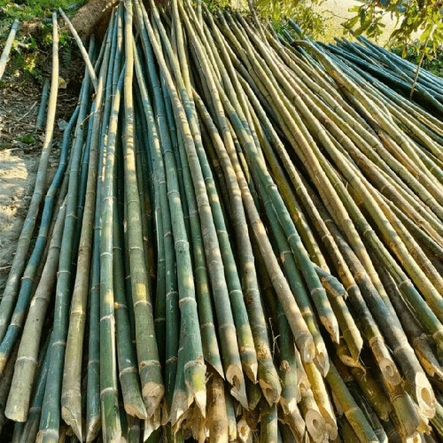20 Feet Bamboo Pole - Color: Green
