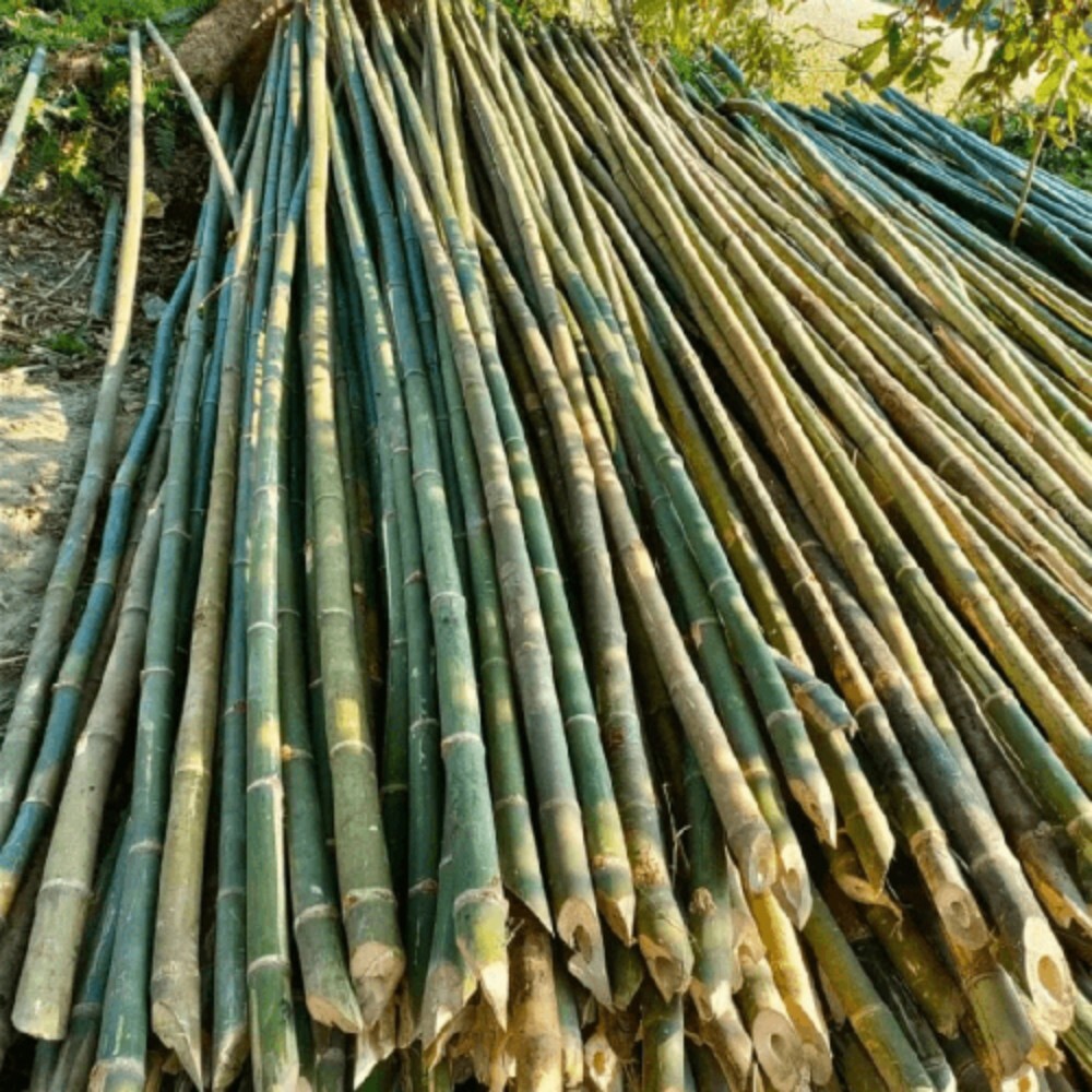 20 Feet Bamboo Pole - Color: Green