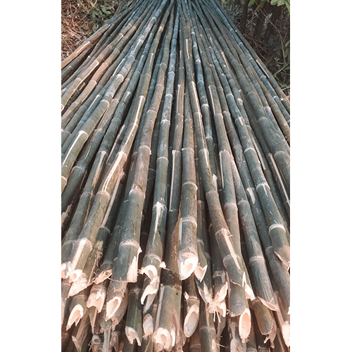 24 Feet Super Bamboo - Color: Green