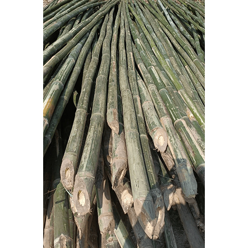 28 Feet Bullet Bamboo - Color: Green