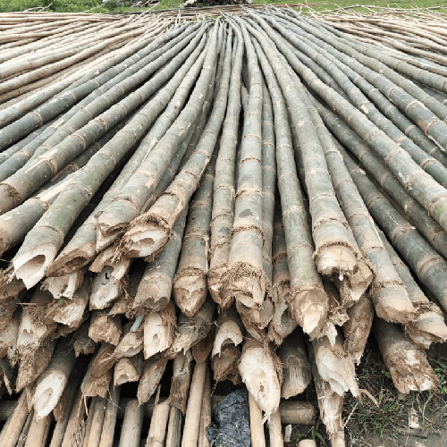 28 Feet Jawa Bamboo - Color: Green