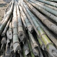 28 Feet Harroti Bamboo - Color: Green