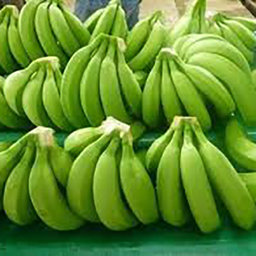 Cavendish Bananas
