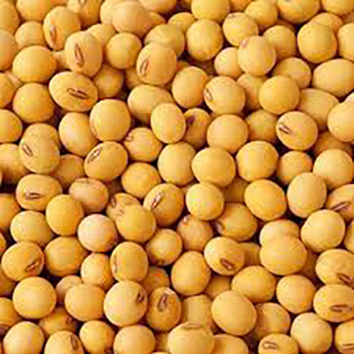 Non GMO Soybeans