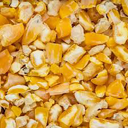 Yellow Maize