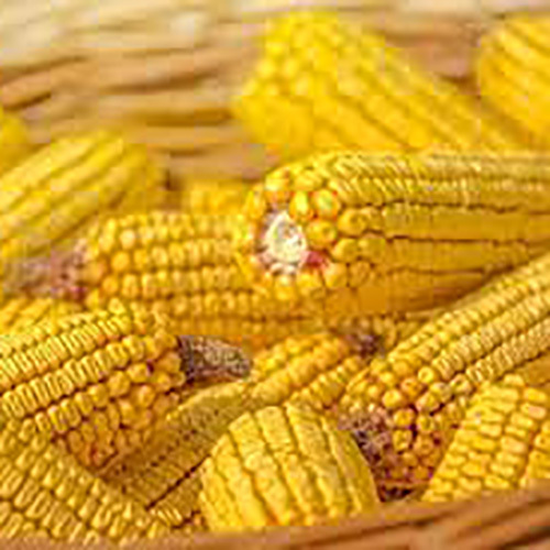 Yellow Corn