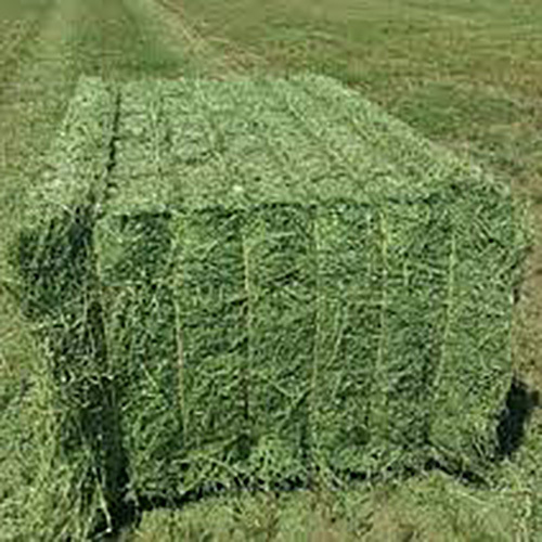 Alfalfa Hay