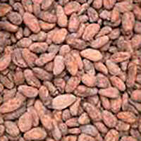 Cocoa Beans