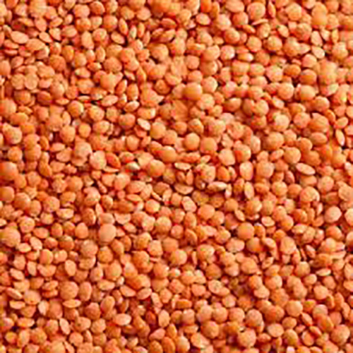 Red Lentils
