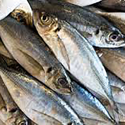 Fresh Mackerel Fish