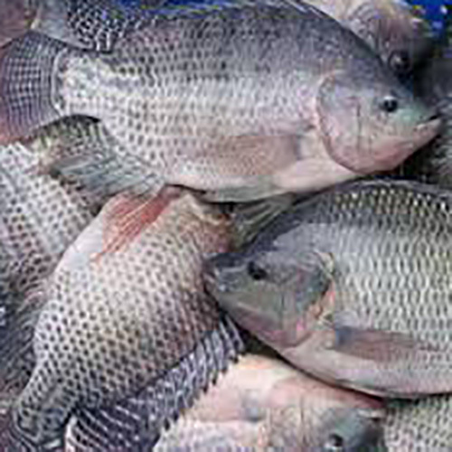 Fresh Tilapia Fish