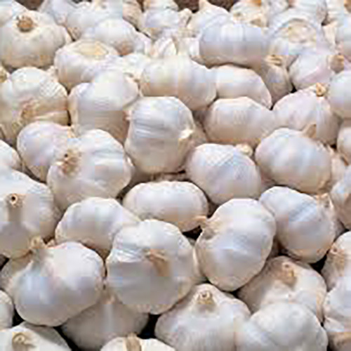 Fresh Garlic