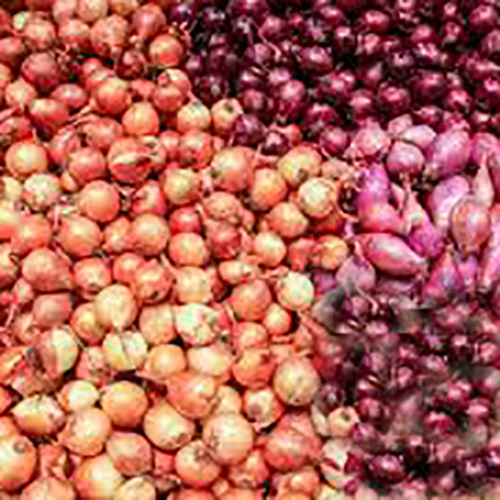 Red And Yellow Onion