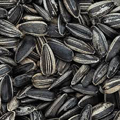 Sunflower Seeds
