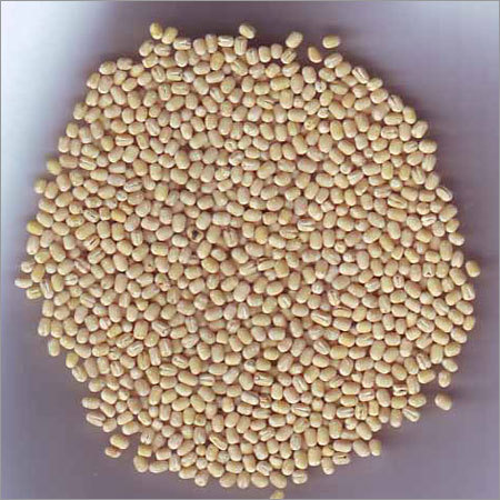 Urad Gota