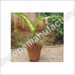 डार्क ब्राउन सीड जर्मिनेशन कप