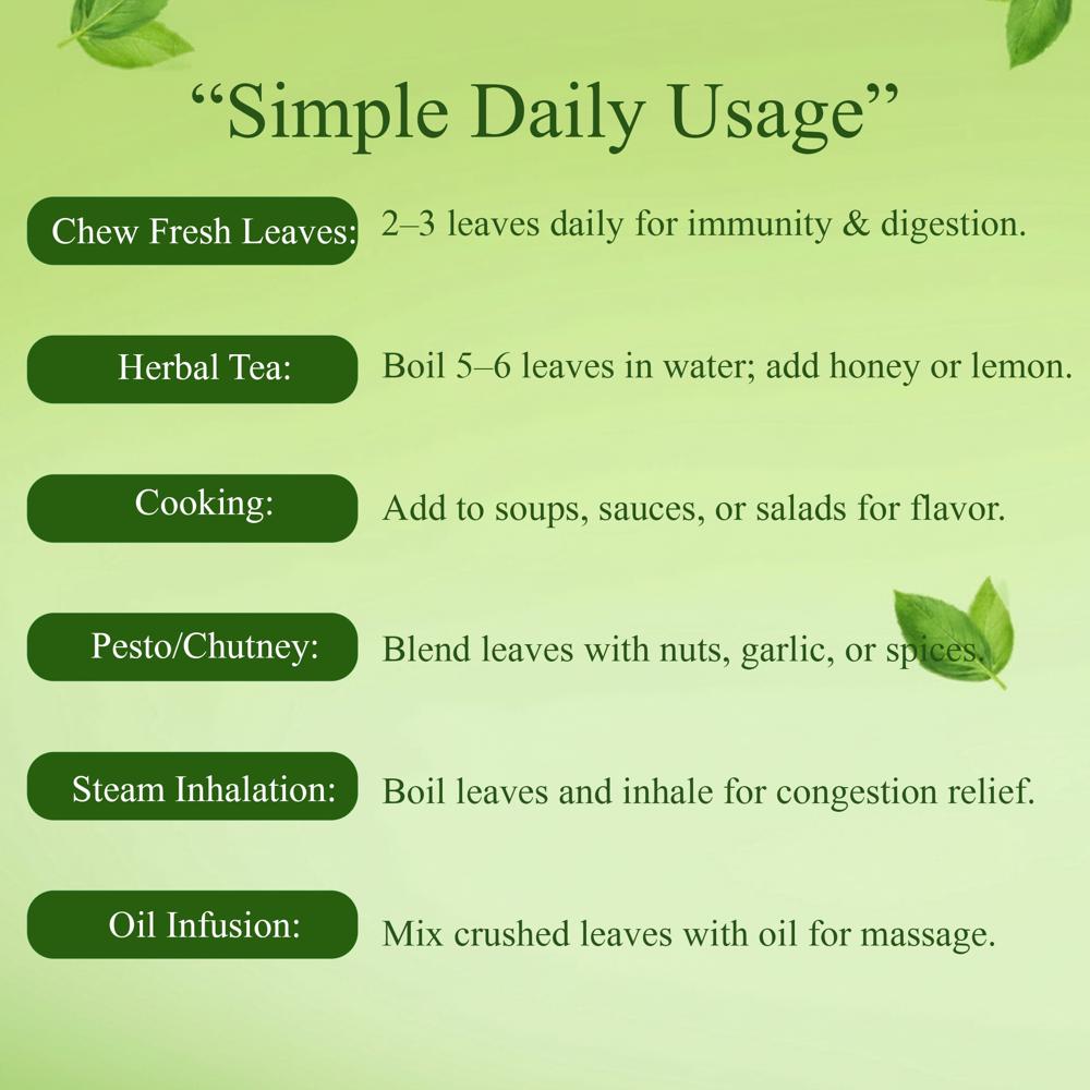 Lebrostone Sweet Basil Leaves Powder Natural Immunity Booster, Stress Relief & Cold/Cough Support(100g)