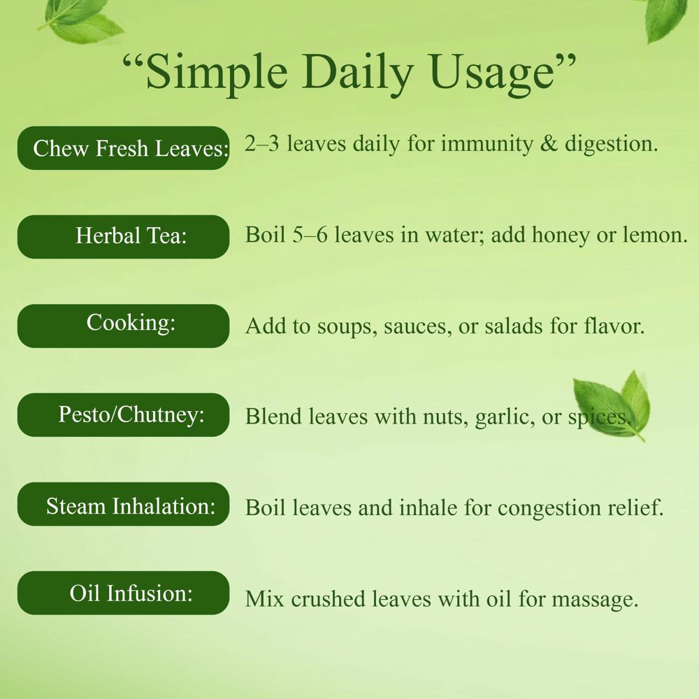 Lebrostone Sweet Basil Leaves Powder  Natural Immunity Booster, Stress Relief & Cold/Cough Support(200g)