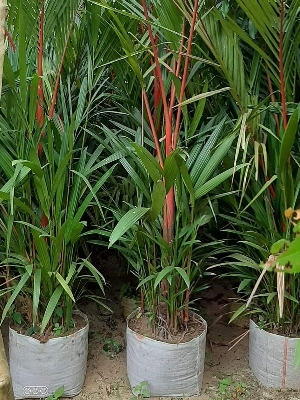 Red Plam - Size: 12*12