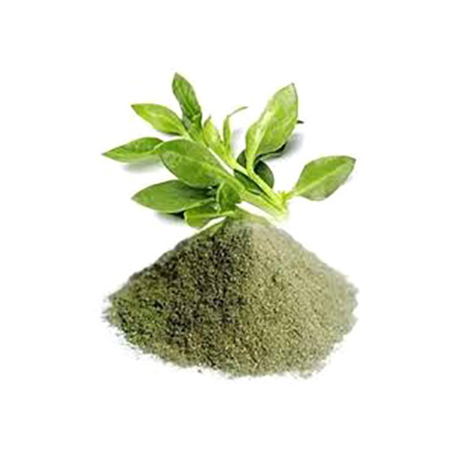 Kalmegh Powder Andrographis