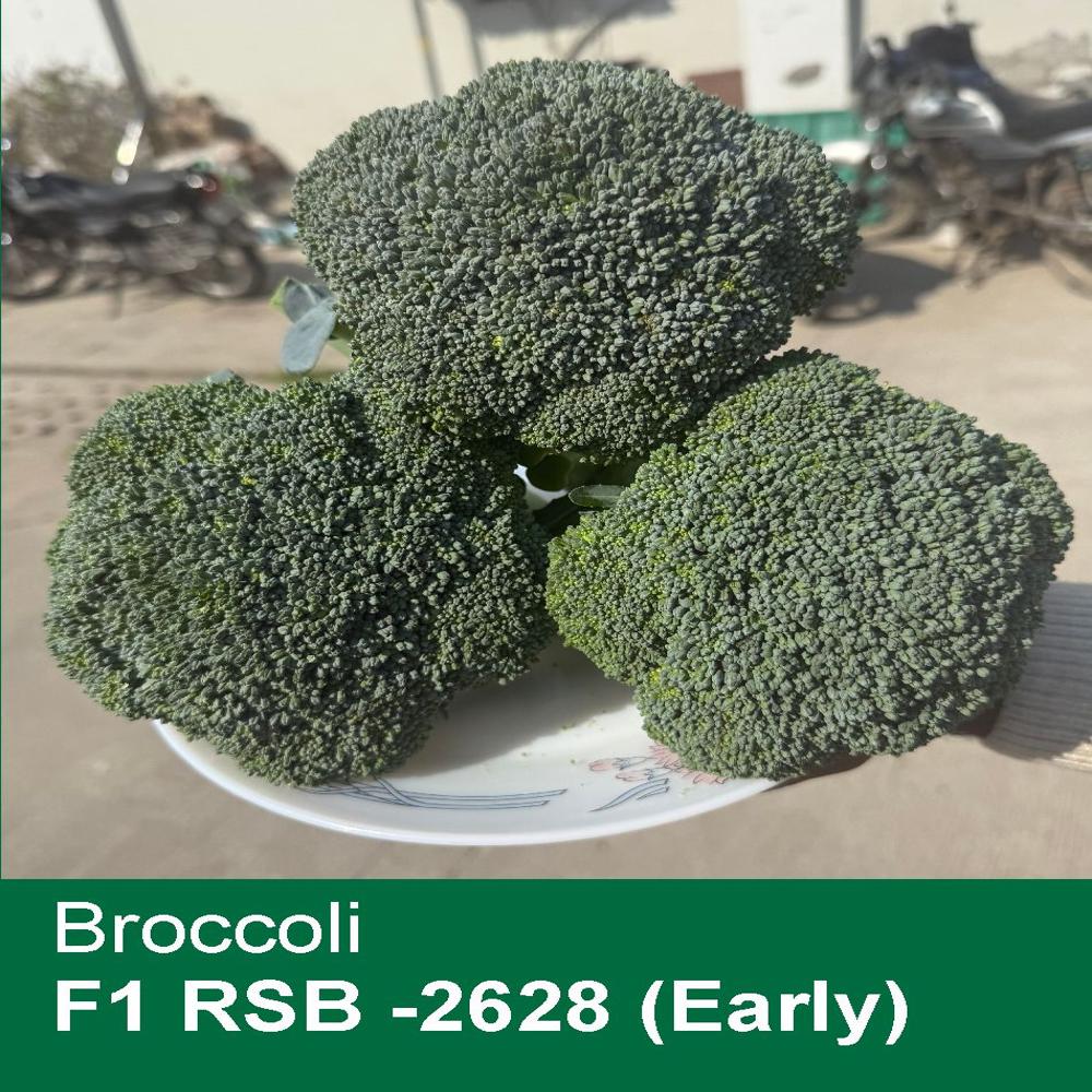 BROCCOLI F1 RSB-2628 (EARLY)