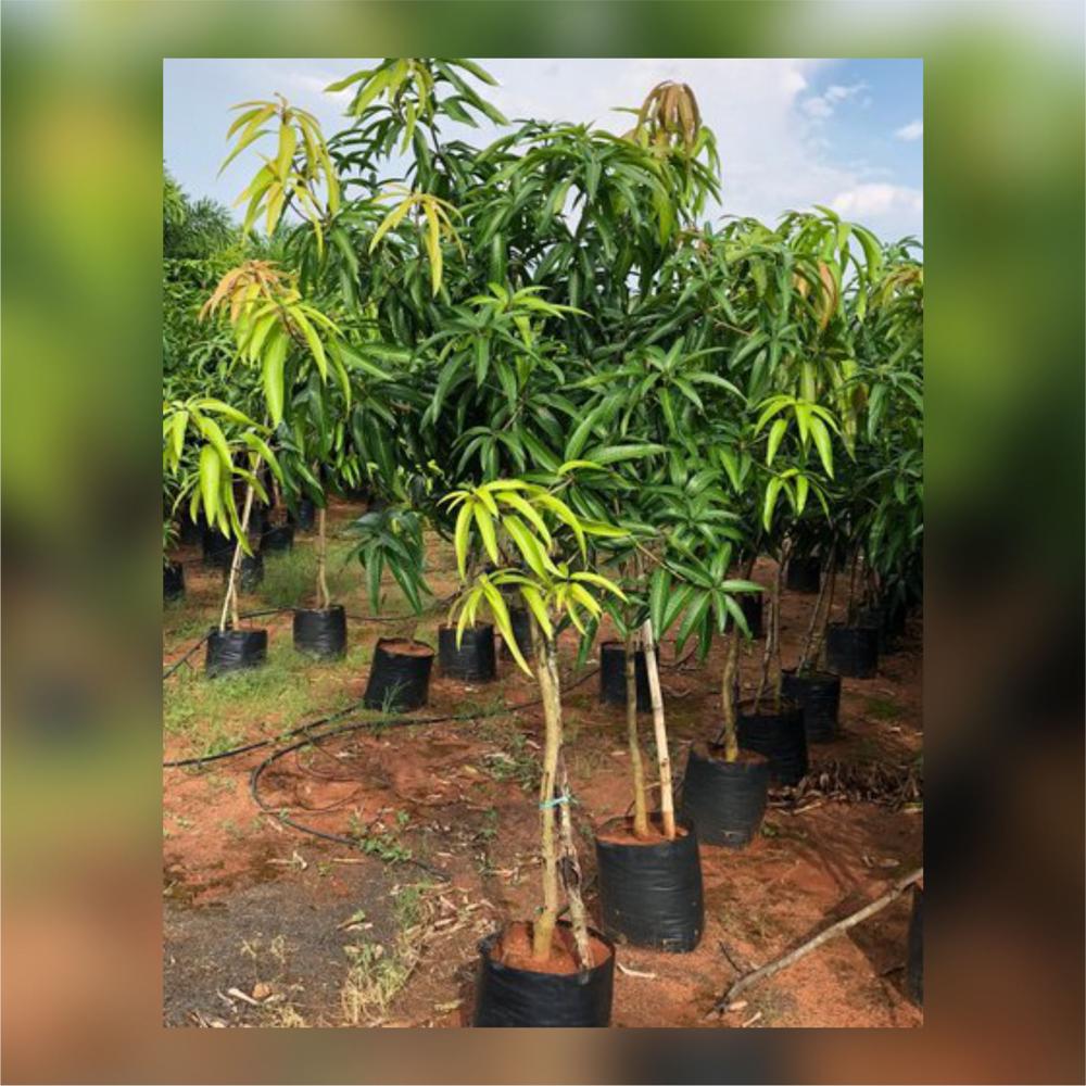 Strawberry Mango Grafted Plant