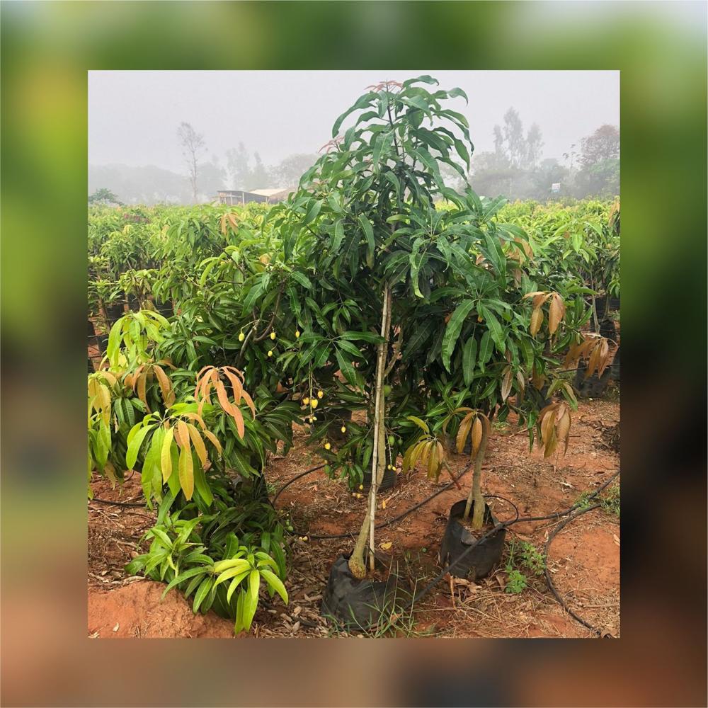 Strawberry Mango Grafted Plant