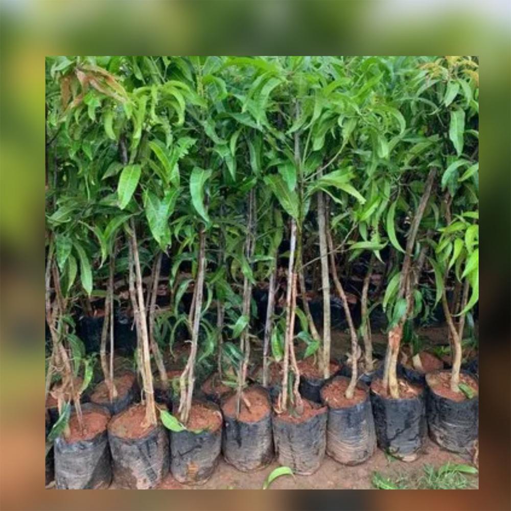 Strawberry Mango Grafted Plant