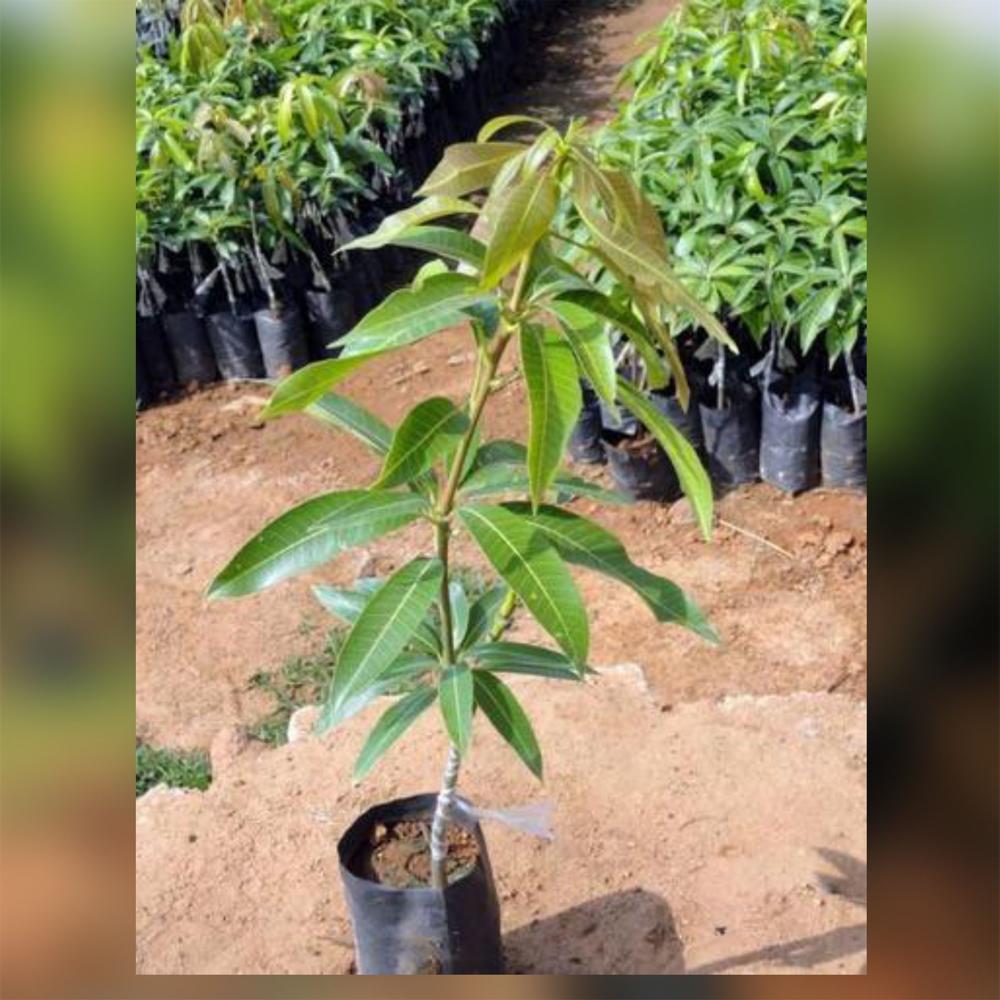 Strawberry Mango Grafted Plant