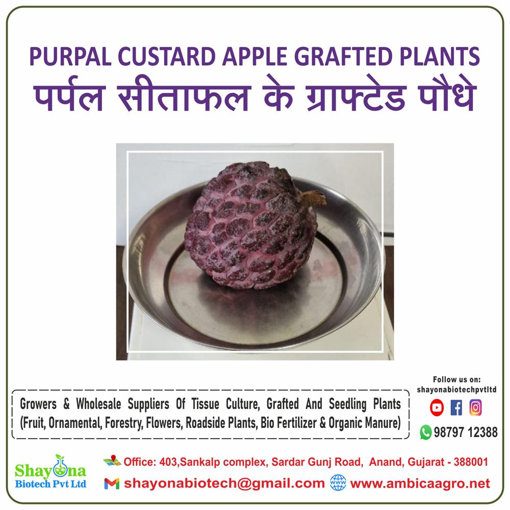 थाठà¤à¥à¤à¥ à¤à¤¸à¥à¤à¤°à¥à¤¡ à¤à¤ªà¥à¤ªà¤² पà¥à¤²à¤¾à¤à¤à¥à¤¸