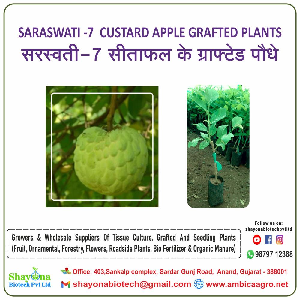 थाठà¤à¥à¤à¥ à¤à¤¸à¥à¤à¤°à¥à¤¡ à¤à¤ªà¥à¤ªà¤² पà¥à¤²à¤¾à¤à¤à¥à¤¸