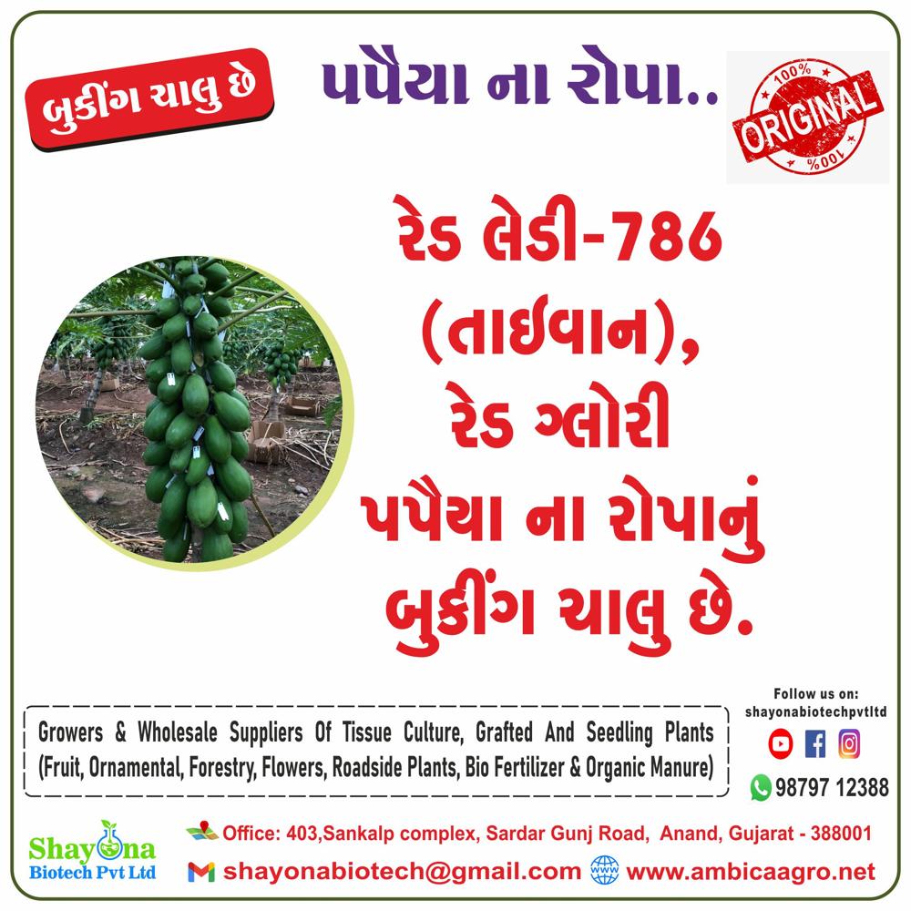 à¤à¥à¤°à¥à¤¨ बà¥à¤°à¥ पपà¥à¤¤à¤¾ à¤à¥ बà¥à¤