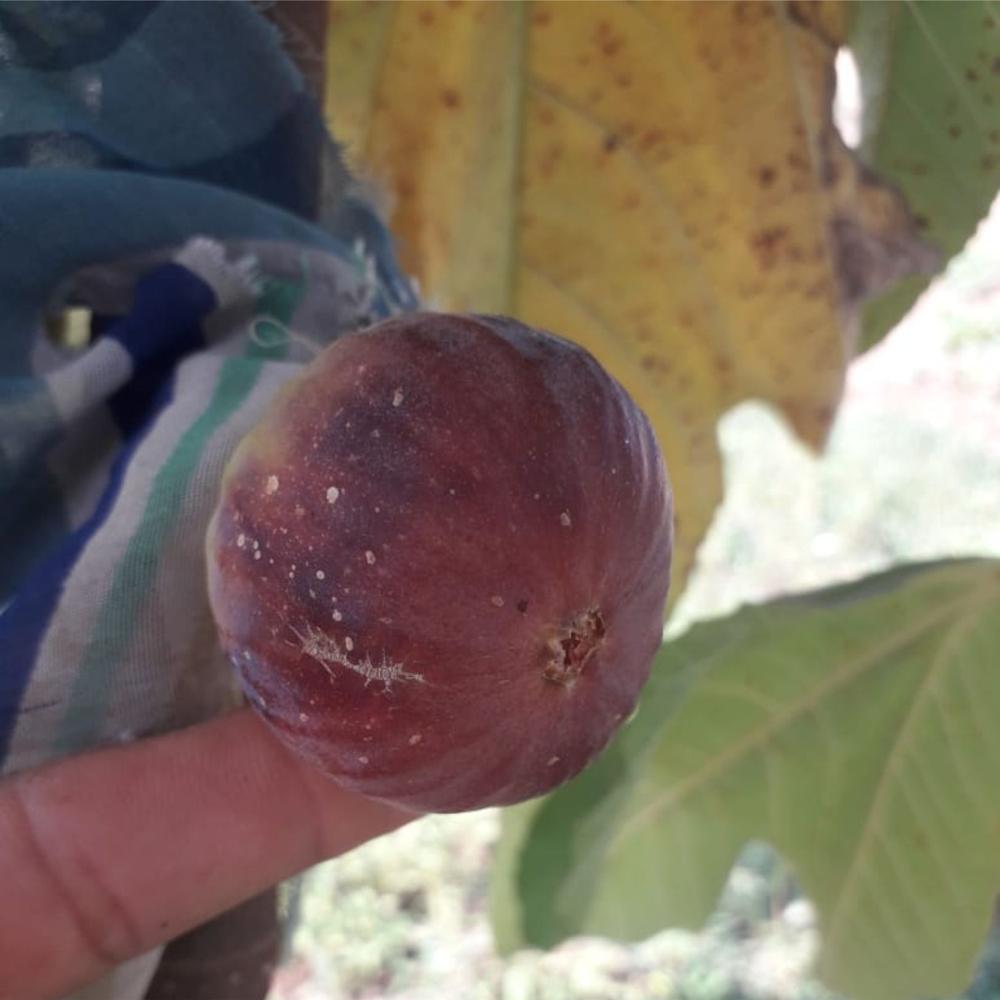 बà¥à¤°à¤¾à¤à¤¨ à¤à¤°à¥à¤à¥ à¤à¤¿à¤¶à¥ à¤à¤²à¥à¤à¤° à¤
à¤à¤à¥à¤° पà¥à¤²à¤¾à¤à¤