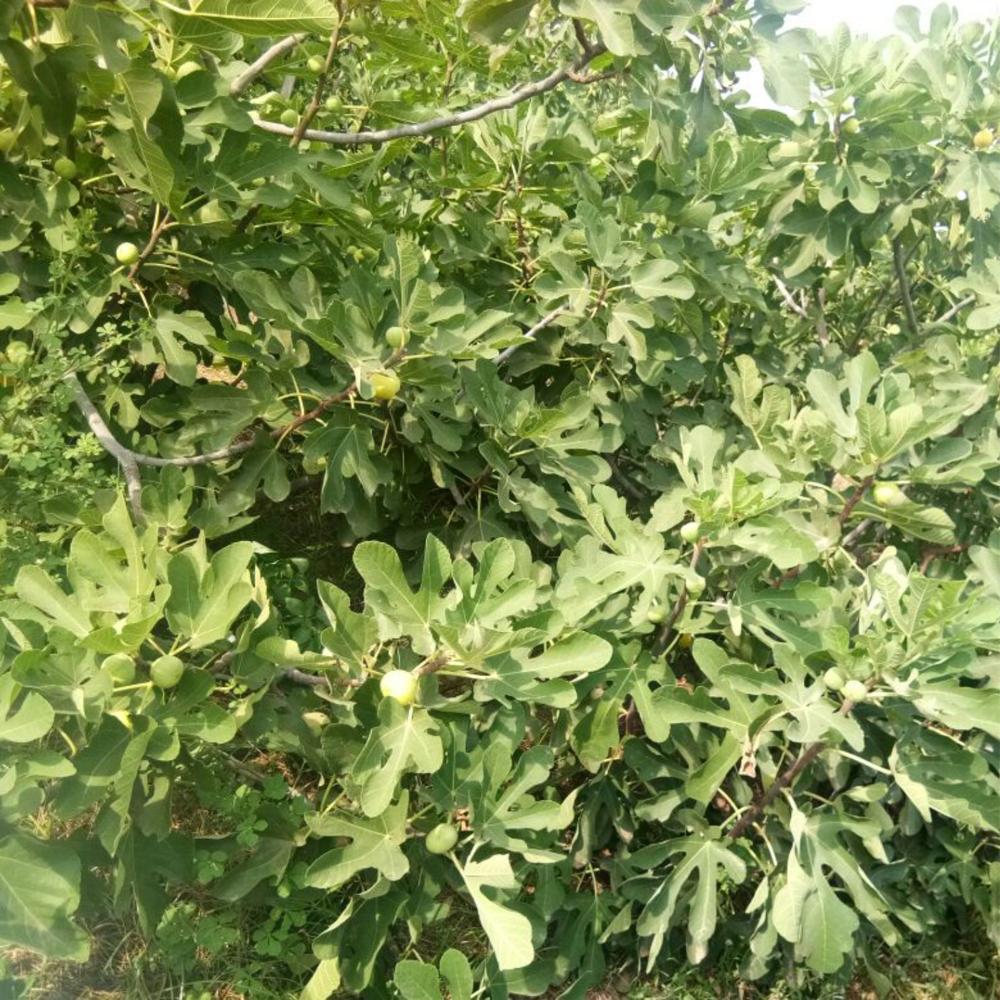 बà¥à¤°à¤¾à¤à¤¨ à¤à¤°à¥à¤à¥ à¤à¤¿à¤¶à¥ à¤à¤²à¥à¤à¤° à¤
à¤à¤à¥à¤° पà¥à¤²à¤¾à¤à¤