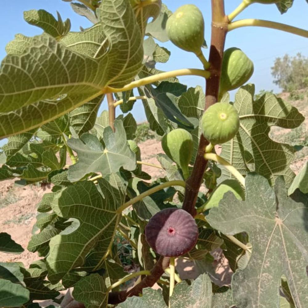 बà¥à¤°à¤¾à¤à¤¨ à¤à¤°à¥à¤à¥ à¤à¤¿à¤¶à¥ à¤à¤²à¥à¤à¤° à¤
à¤à¤à¥à¤° पà¥à¤²à¤¾à¤à¤