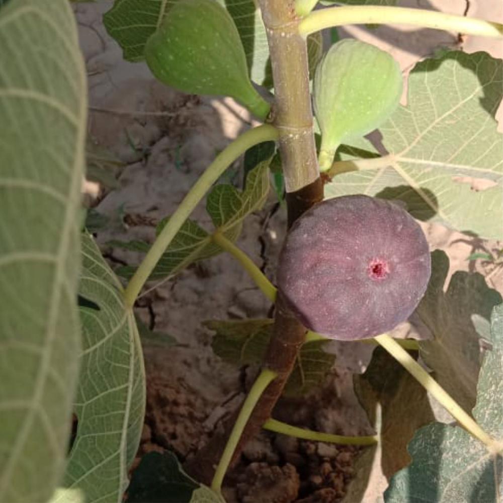 बà¥à¤°à¤¾à¤à¤¨ à¤à¤°à¥à¤à¥ à¤à¤¿à¤¶à¥ à¤à¤²à¥à¤à¤° à¤
à¤à¤à¥à¤° पà¥à¤²à¤¾à¤à¤