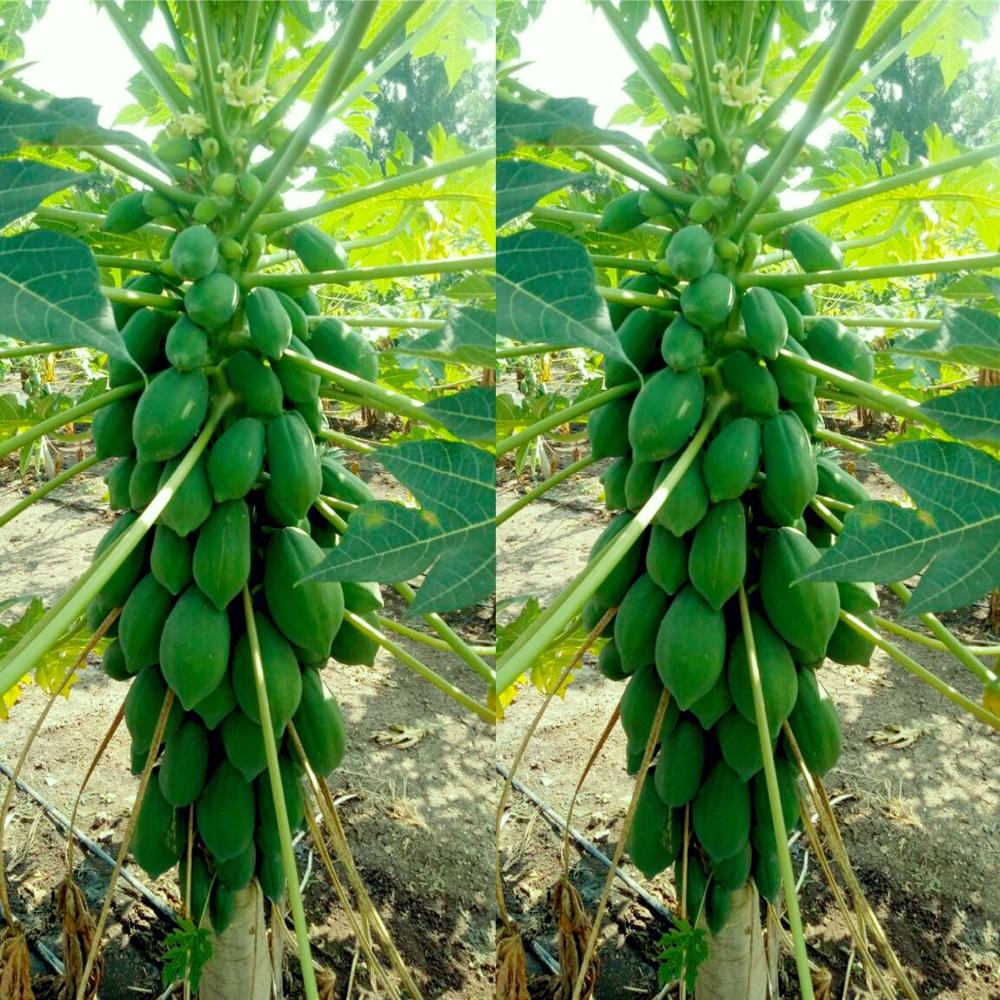 à¤à¥à¤°à¥à¤¨ बà¥à¤°à¥ पपà¥à¤¤à¤¾ à¤à¥ बà¥à¤