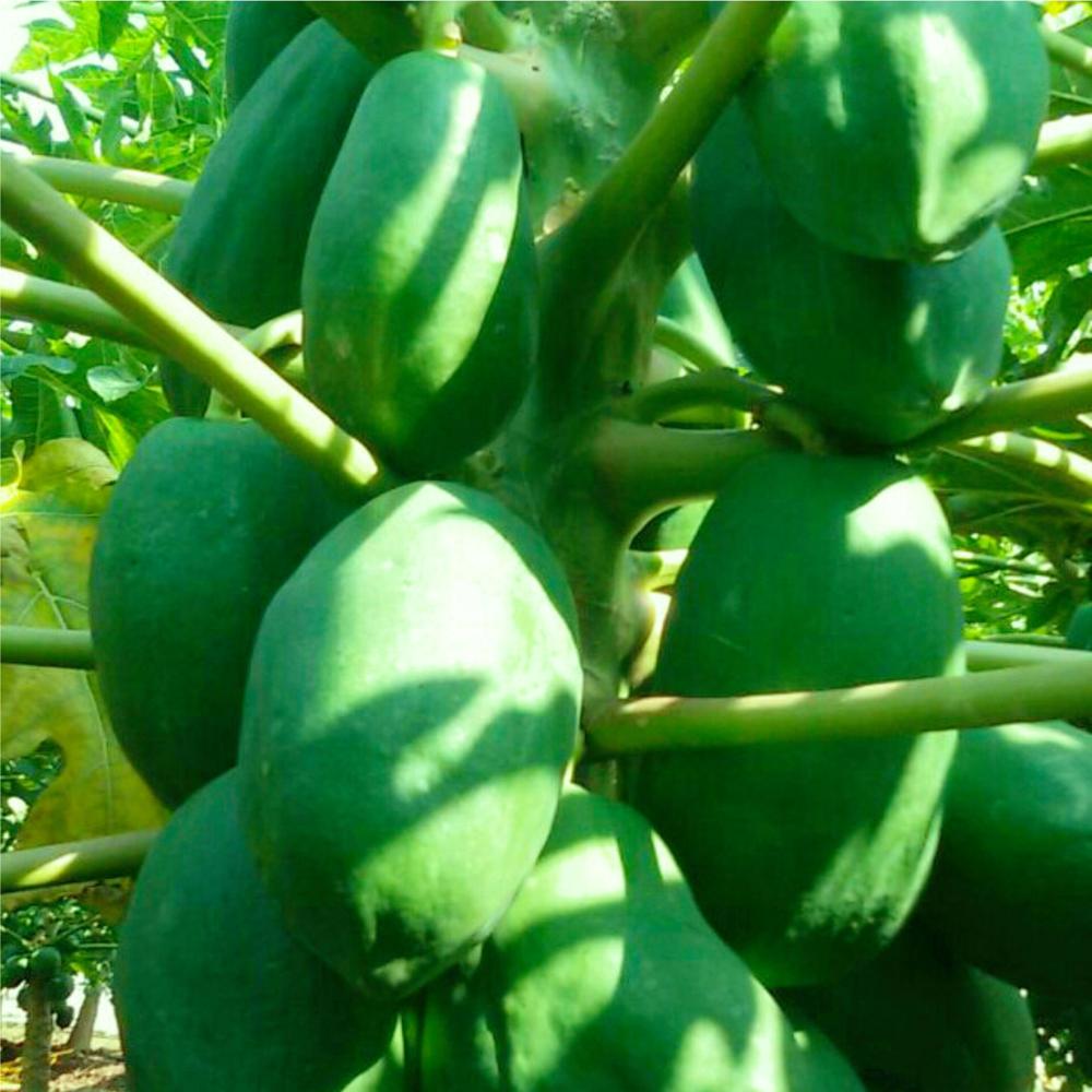 à¤à¥à¤°à¥à¤¨ बà¥à¤°à¥ पपà¥à¤¤à¤¾ à¤à¥ बà¥à¤