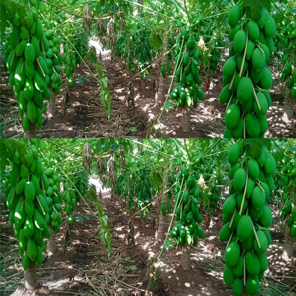 à¤à¥à¤°à¥à¤¨ बà¥à¤°à¥ पपà¥à¤¤à¤¾ à¤à¥ बà¥à¤