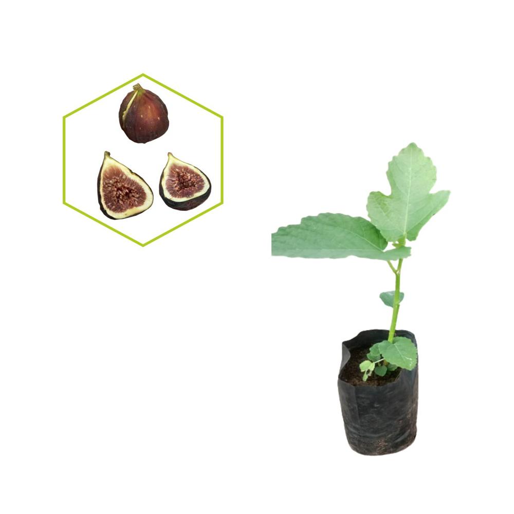 Brown Turkey Tissue Culture Fig Plant
