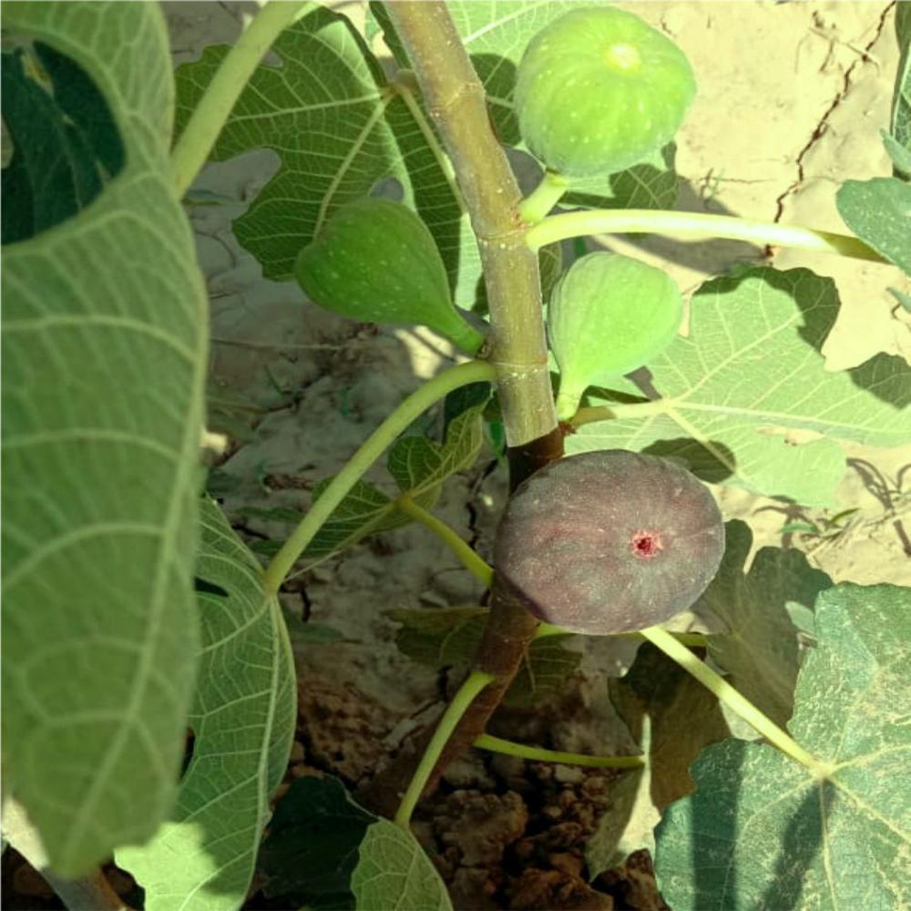 Brown Turkey Tissue Culture Fig Plant