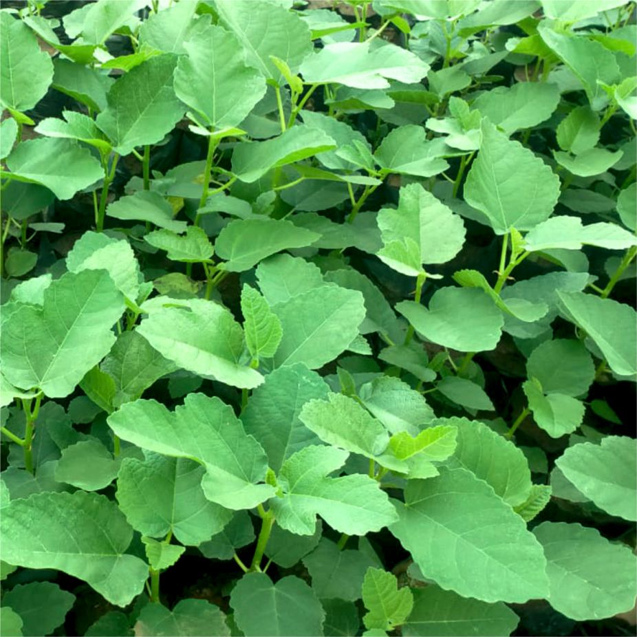 Brown Turkey Tissue Culture Fig Plant