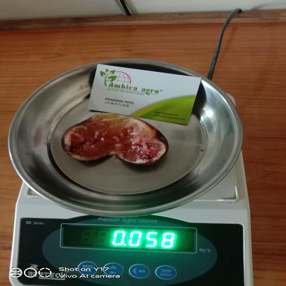 Brown Turkey Tissue Culture Fig Plant