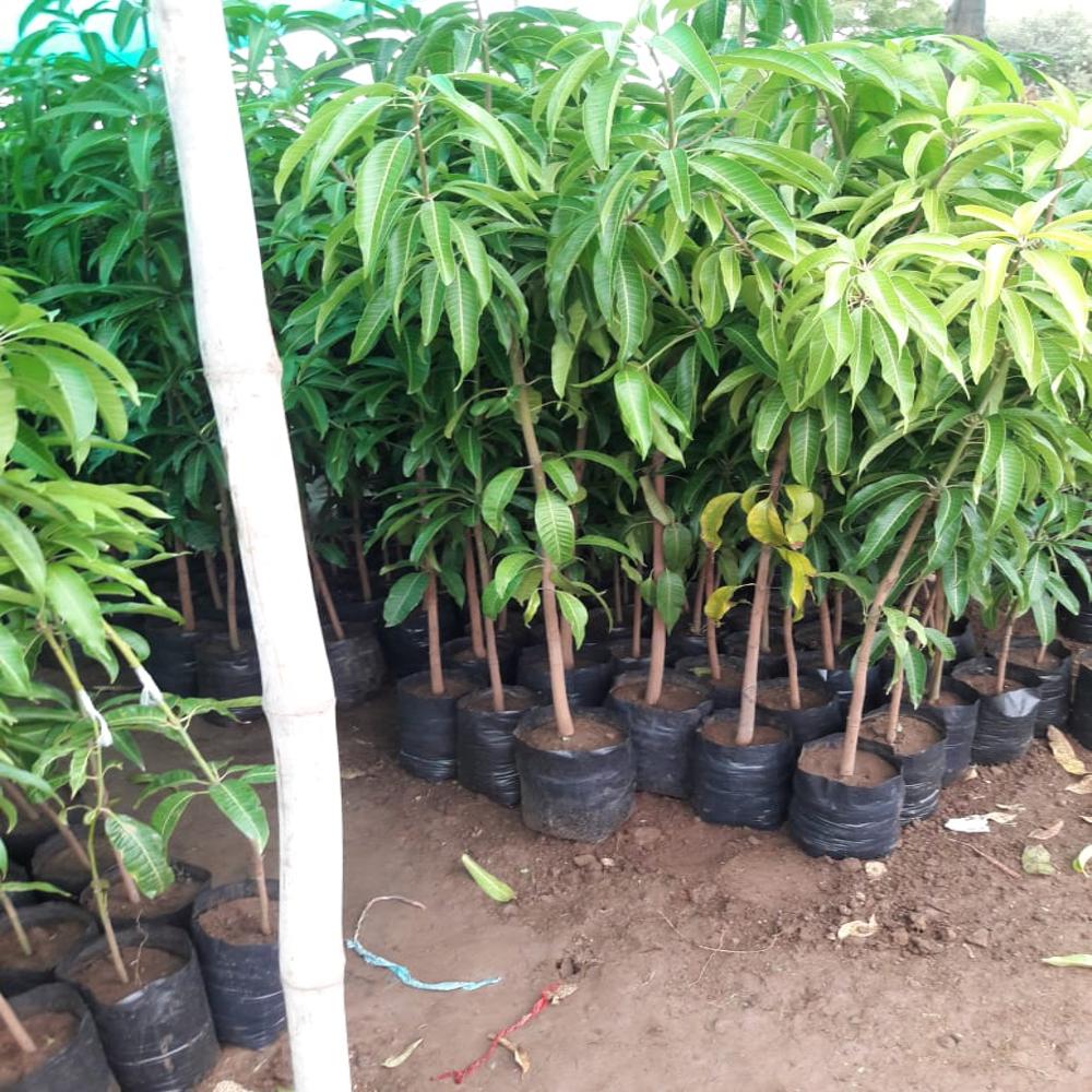 Purple Mango Plant - Shelf Life: 20 Years