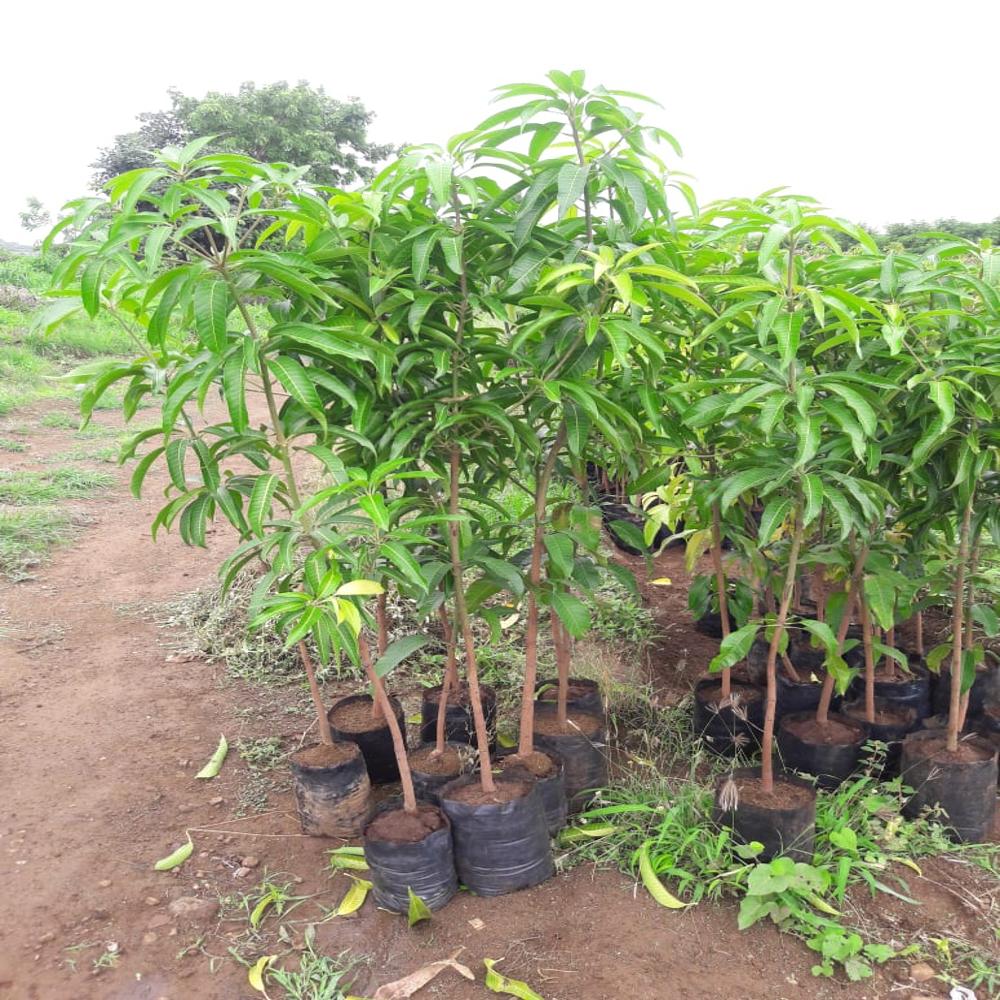 Purple Mango Plant - Shelf Life: 20 Years