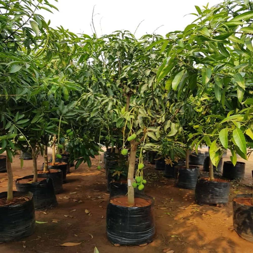 Purple Mango Plant - Shelf Life: 20 Years
