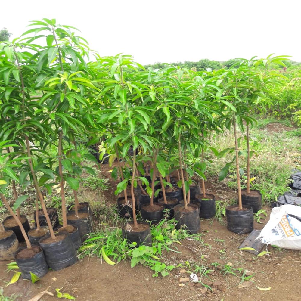 Purple Mango Plant - Shelf Life: 20 Years