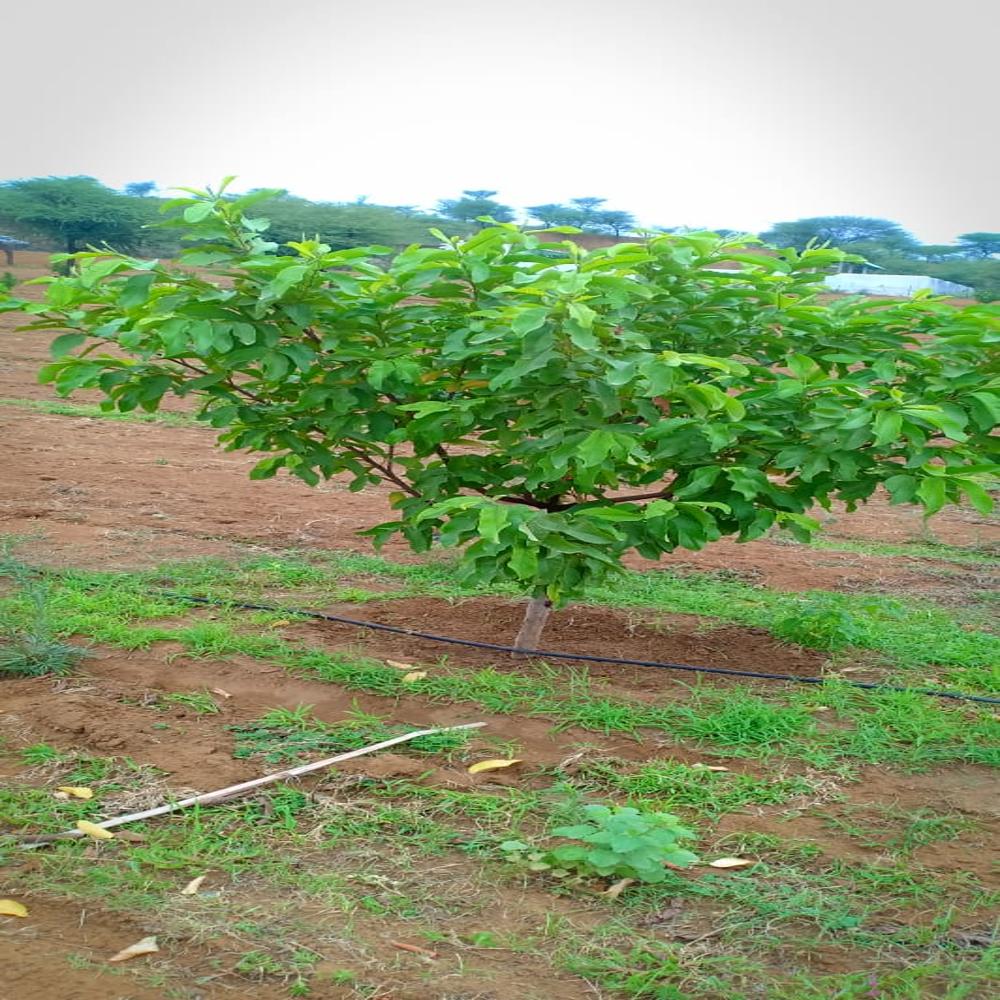 Purple Mango Plant - Shelf Life: 20 Years